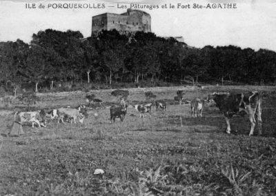 Ile de Porquerolles - Pâturages et Fort St Agathe